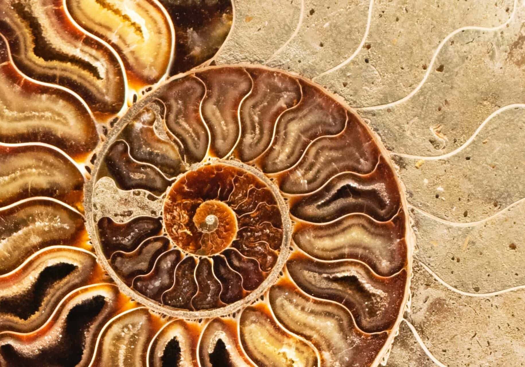 nautilus page header background