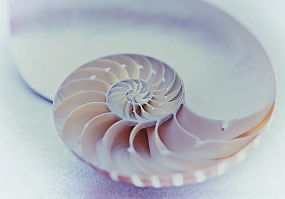 shell_new01